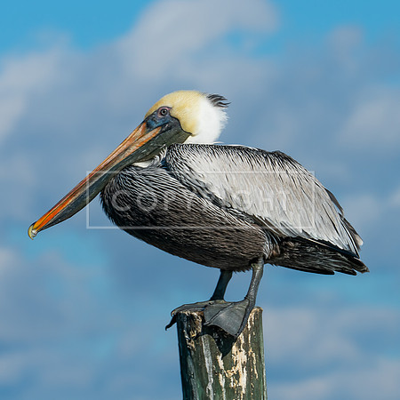 Futch_Pelican_12x12