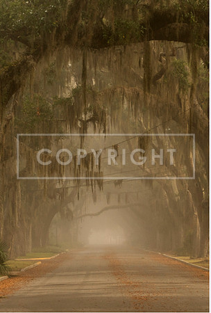 Magnolia Fog
