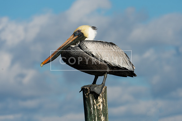 ArtShow_Pelican_canvas