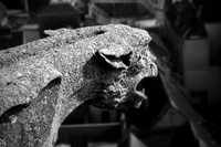 Gargoyle_Chartres