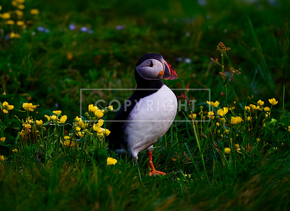 P15_Artshow_Puffin_canvas