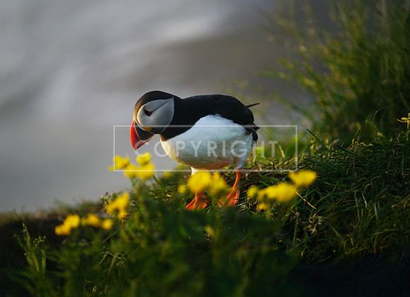 P16_ArtShow_Puffin2bright_canvas