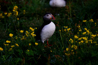 P3_SDF06784