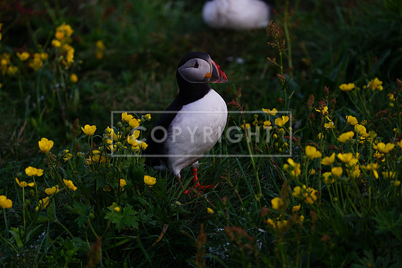 P3_SDF06784