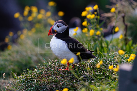 P8_SDF06679