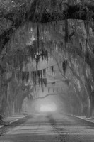 ArtShow_Futch_MagnoliaFogBW_12x16-2